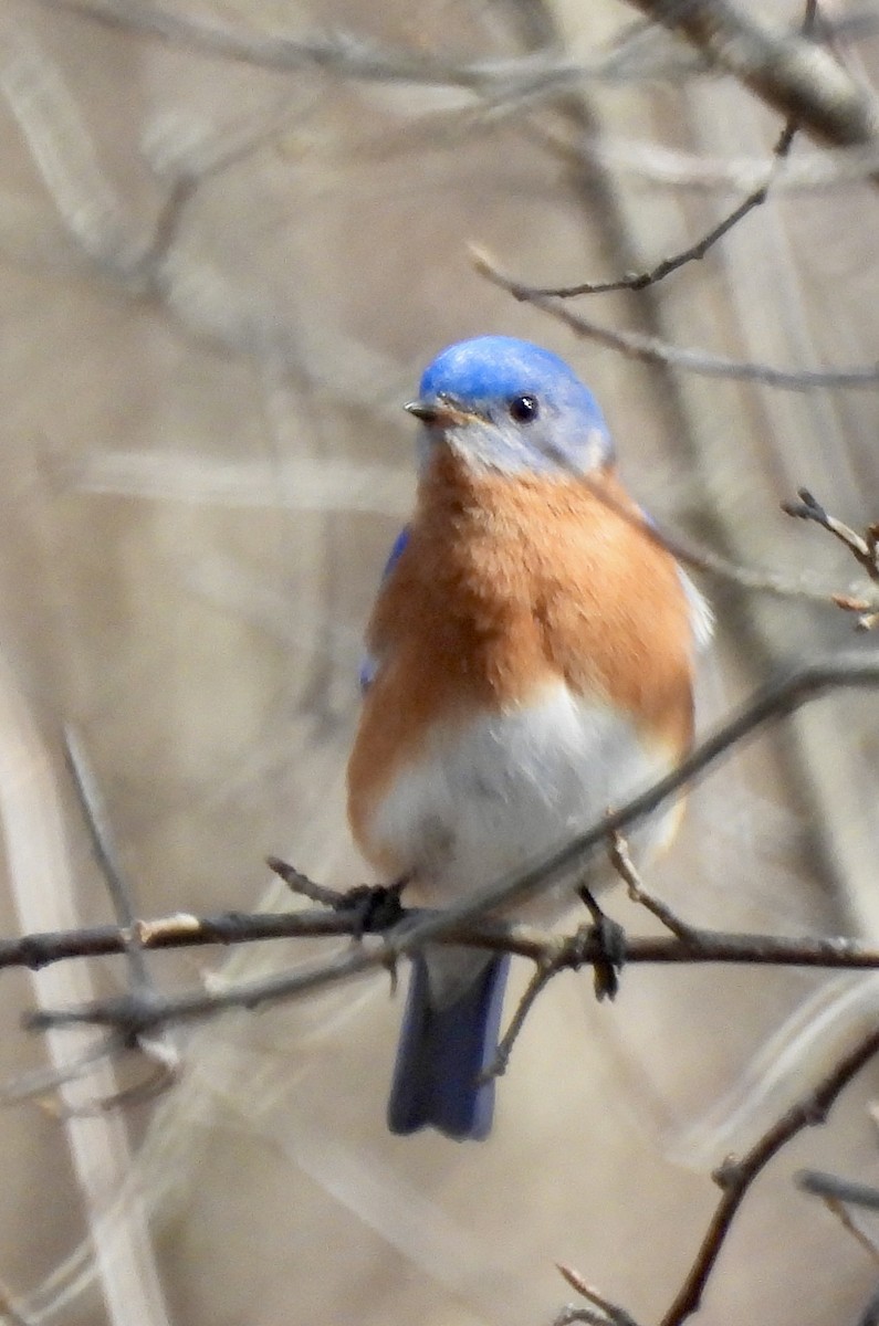 Eastern Bluebird - Susan Hedman