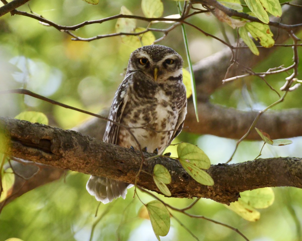 Spotted Owlet - ML616029386