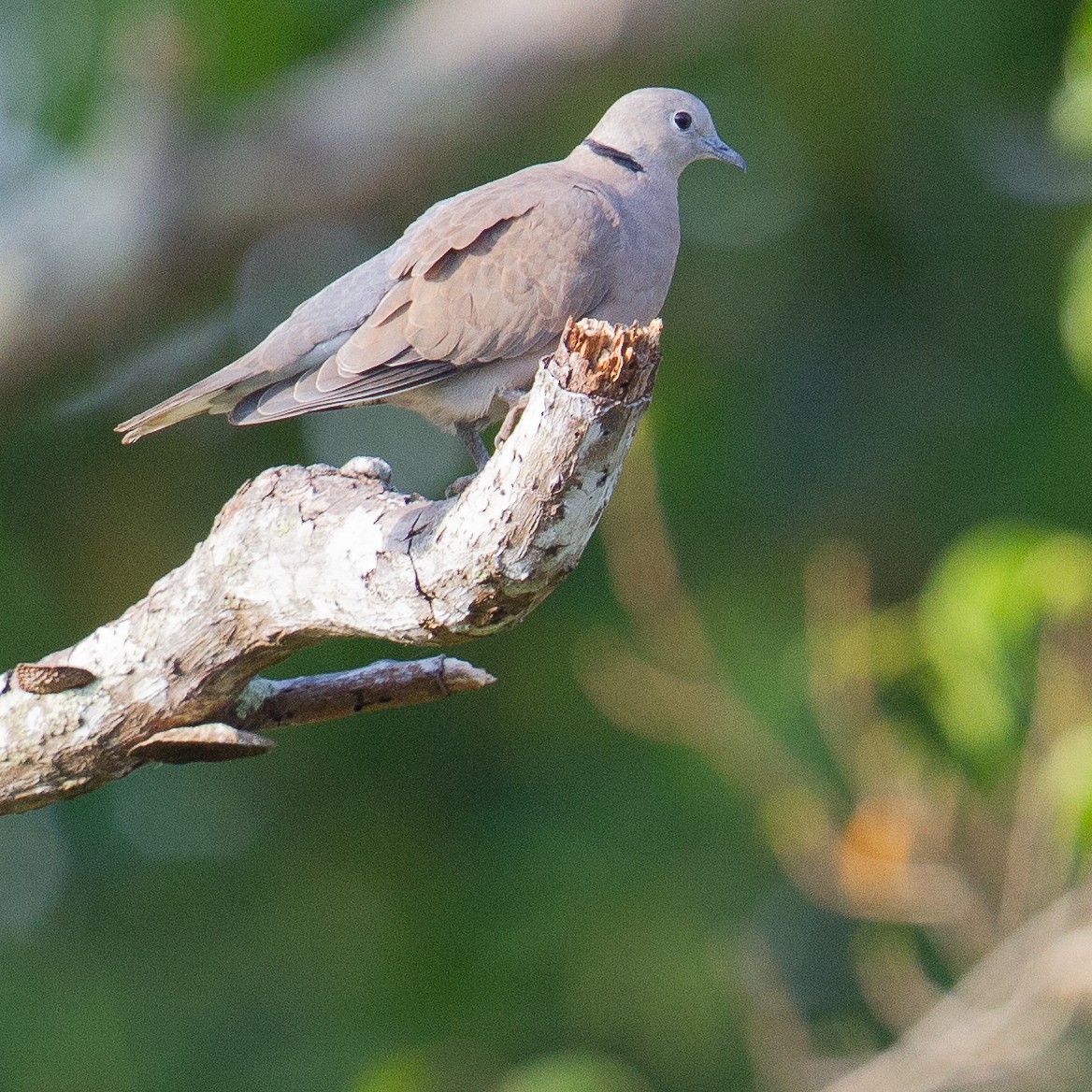 Red Collared-Dove - ML616029420
