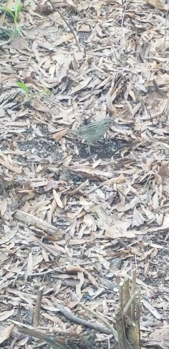 Savannah Sparrow - ML616029435