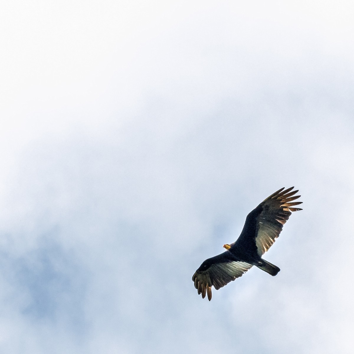 Greater Yellow-headed Vulture - ML616029448