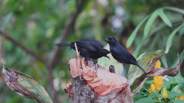 Scrub Blackbird - ML616029477