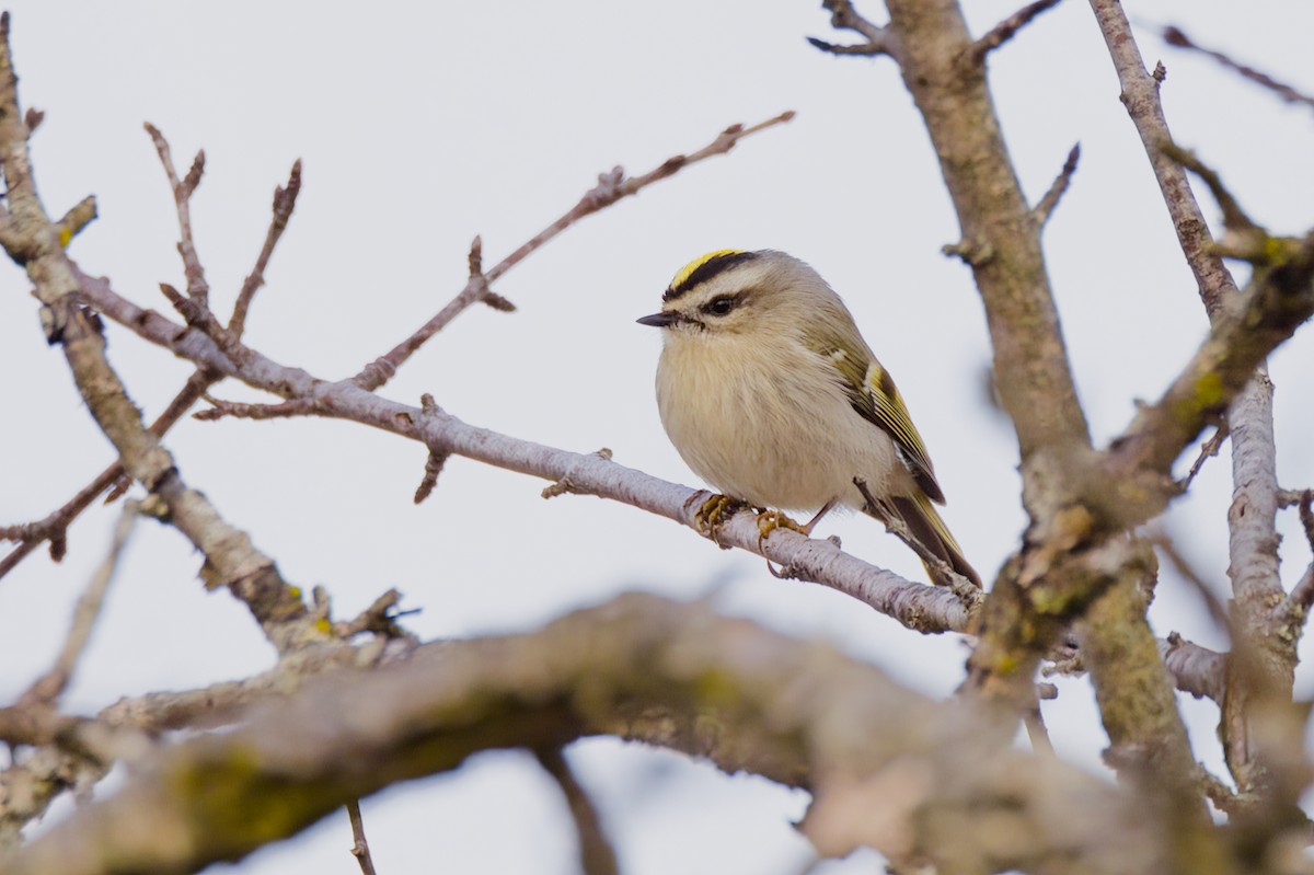 Golden-crowned Kinglet - David Guertin