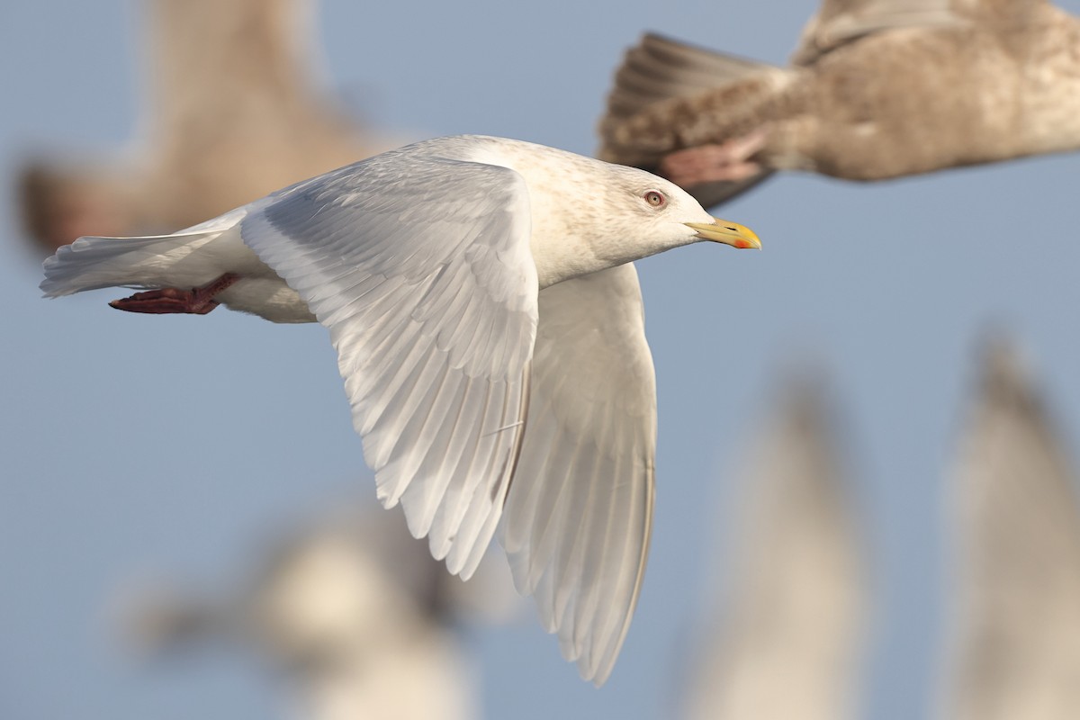 Iceland Gull (kumlieni) - Sam Zhang