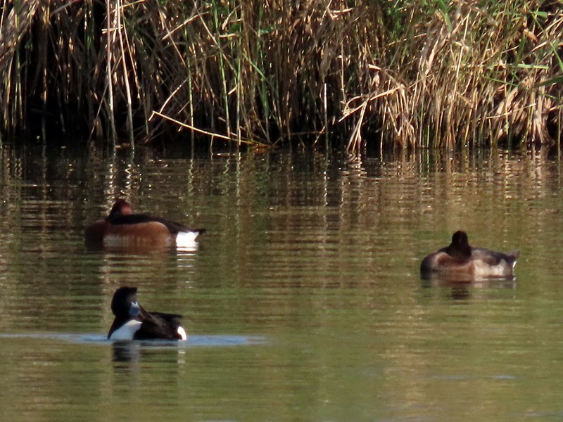 Ferruginous Duck - ML616029643