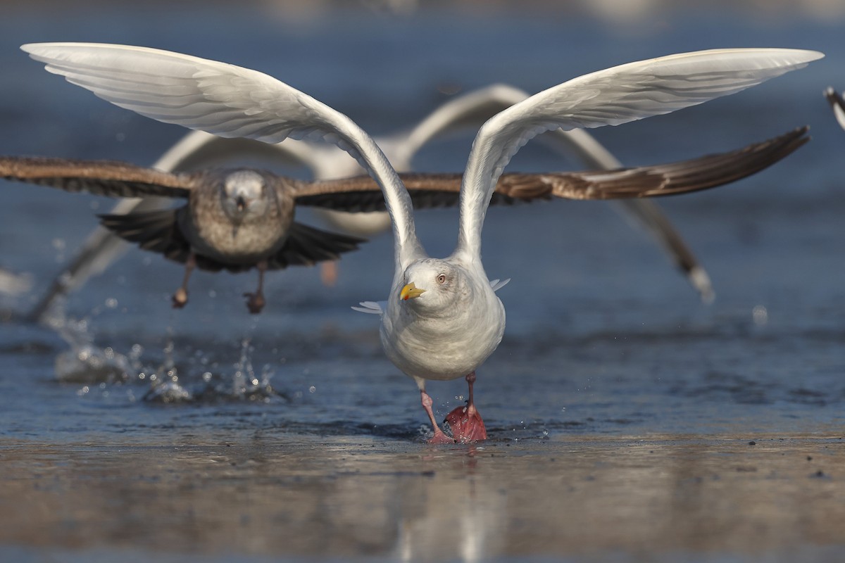 Iceland Gull (kumlieni) - Sam Zhang
