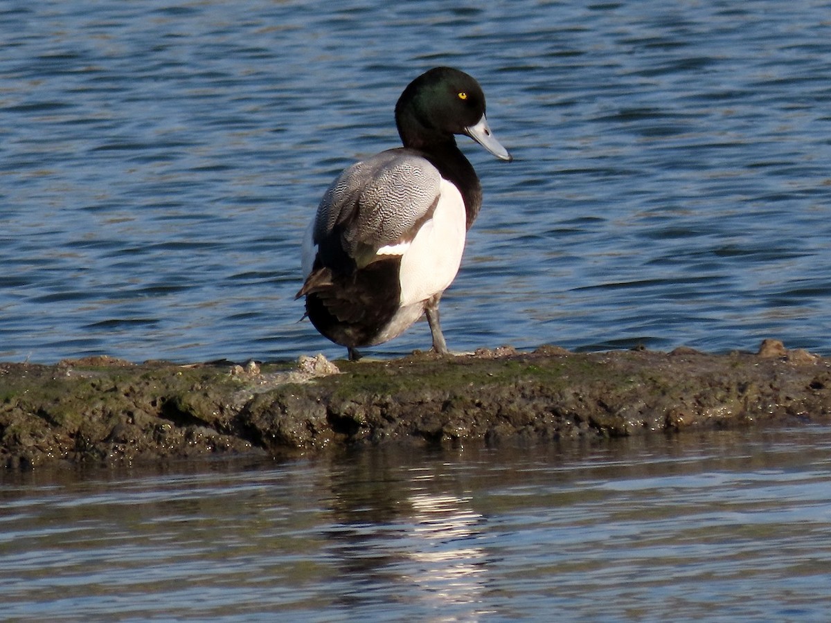 Greater Scaup - ML616029665
