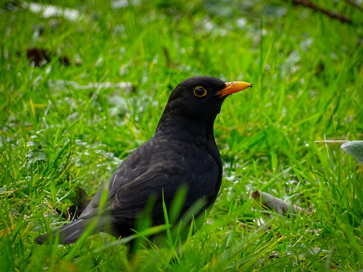 Eurasian Blackbird - ML616029710