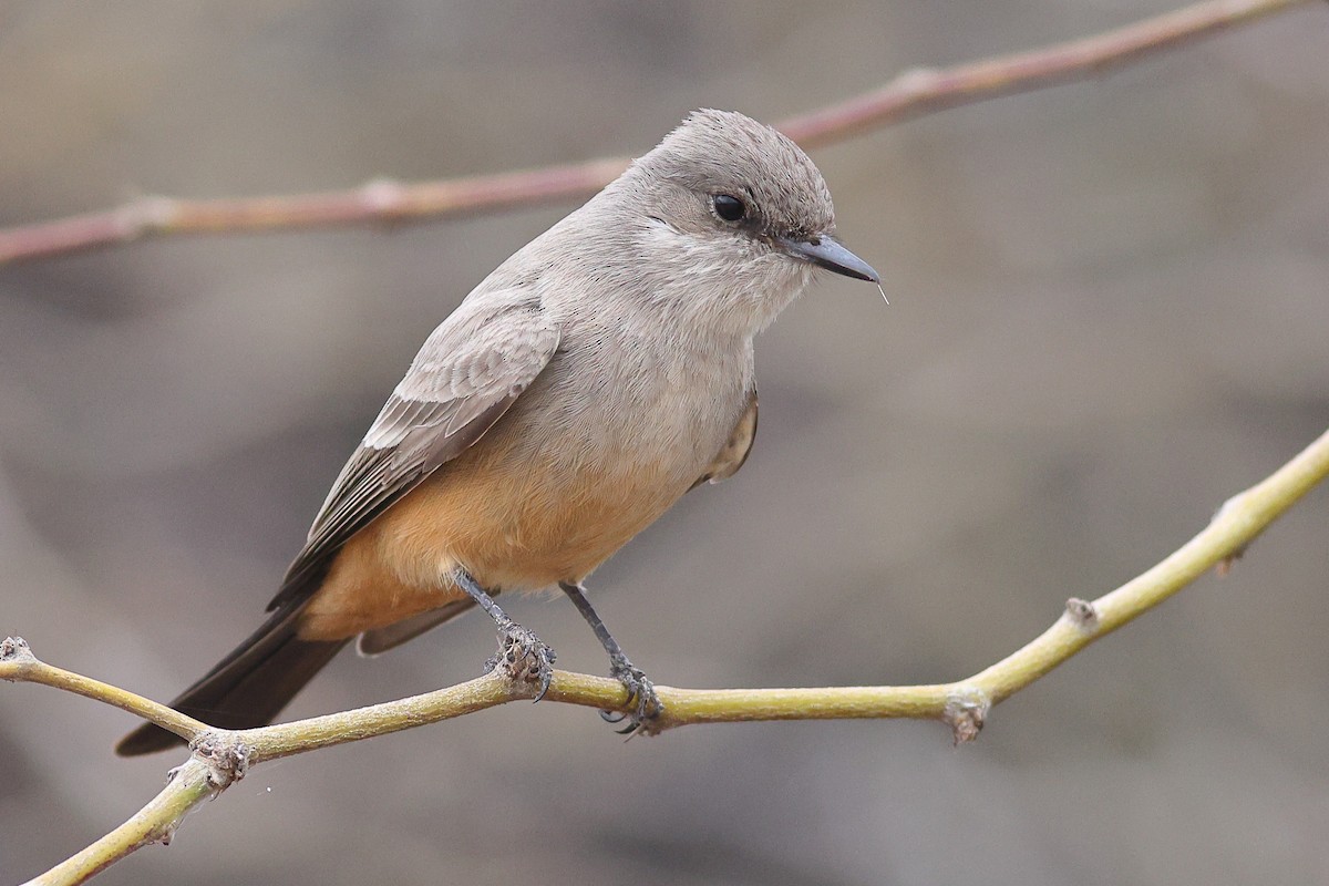 Say's Phoebe - ML616029775