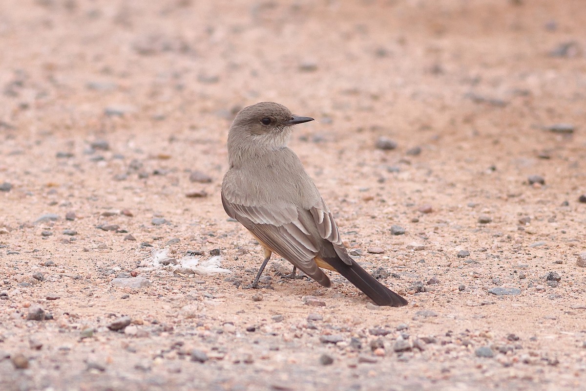 Say's Phoebe - ML616029776