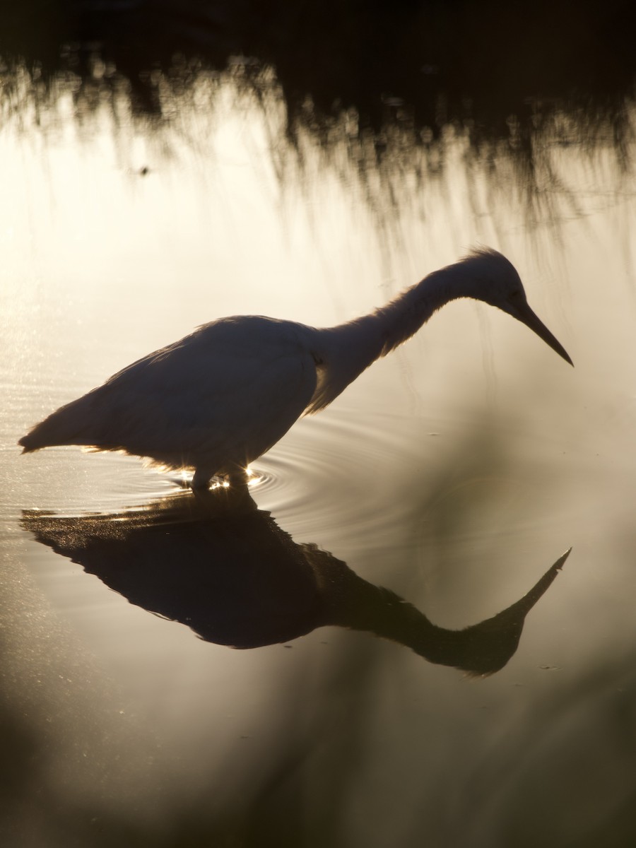 Snowy Egret - ML616029808