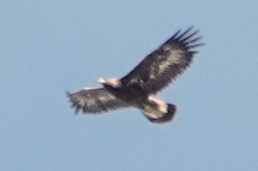 Águila Real - ML616029829