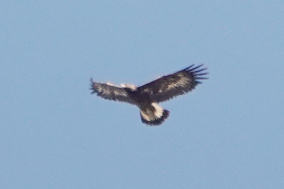 Águila Real - ML616029831