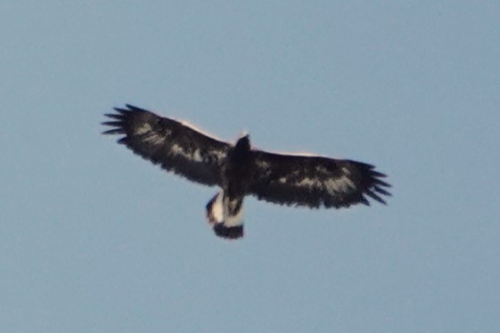 Águila Real - ML616029842