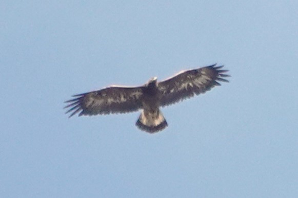 Águila Real - ML616029844