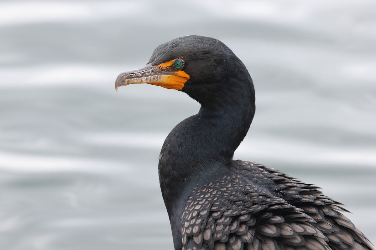Double-crested Cormorant - Sam Zhang