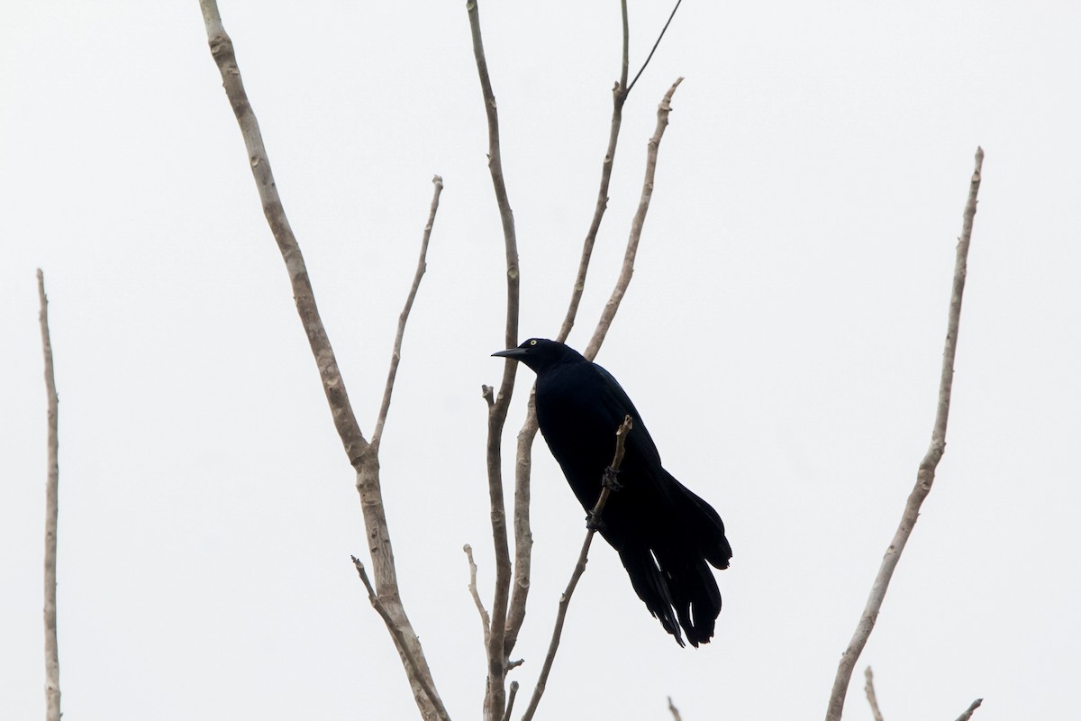 Great-tailed Grackle - Richard Harris