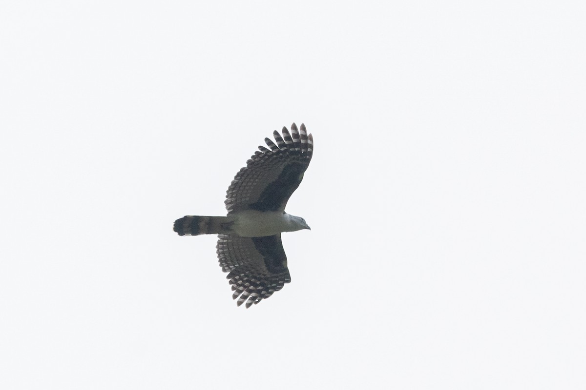 Gray-headed Kite - Richard Harris