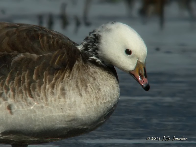 Ross's x Cackling Goose (hybrid) - ML616029919