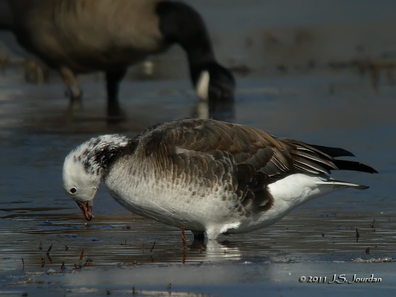 Ross's x Cackling Goose (hybrid) - Jerome Jourdan