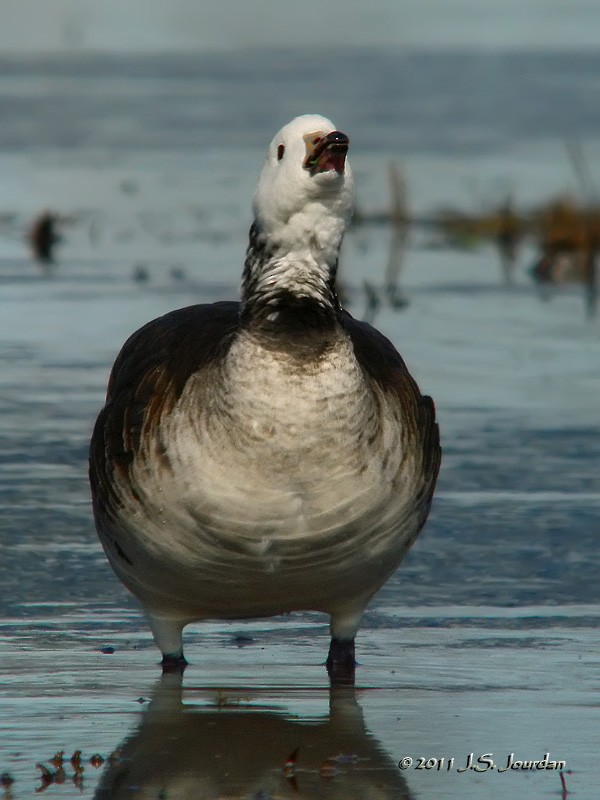 Ross's x Cackling Goose (hybrid) - ML616029922