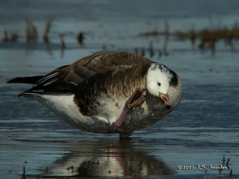 Ross's x Cackling Goose (hybrid) - ML616029923