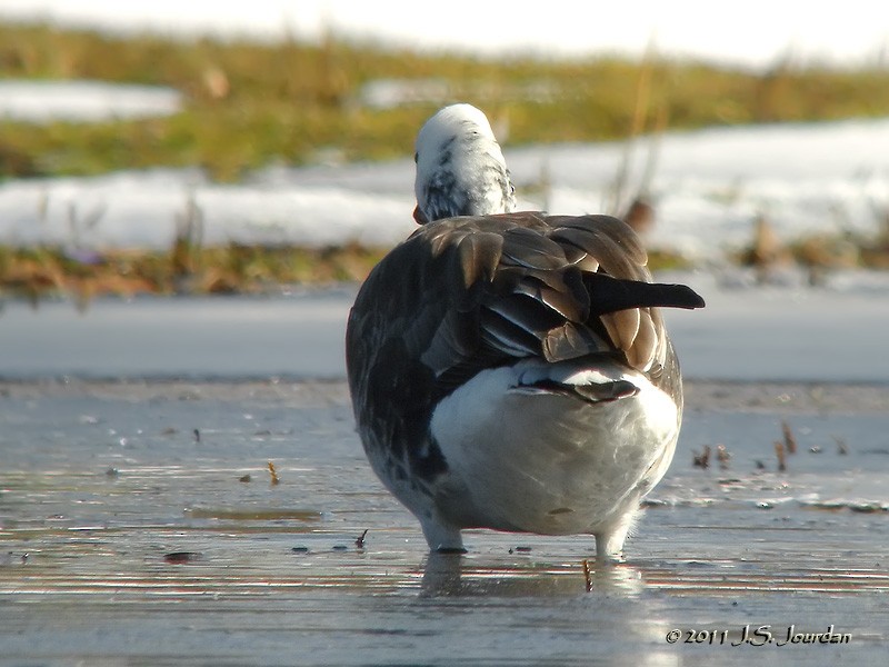 Ross's x Cackling Goose (hybrid) - ML616029925