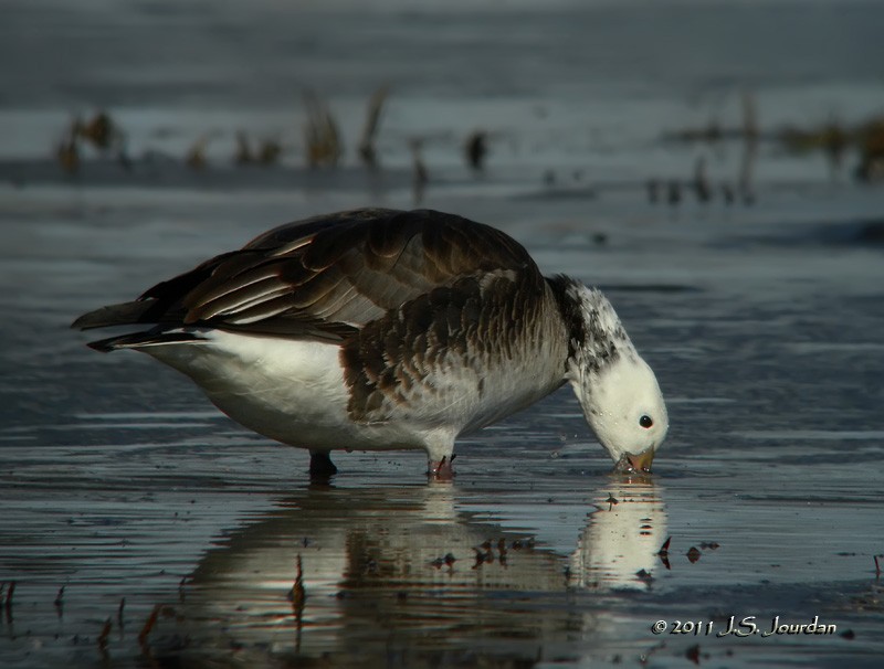 Ross's x Cackling Goose (hybrid) - ML616029927