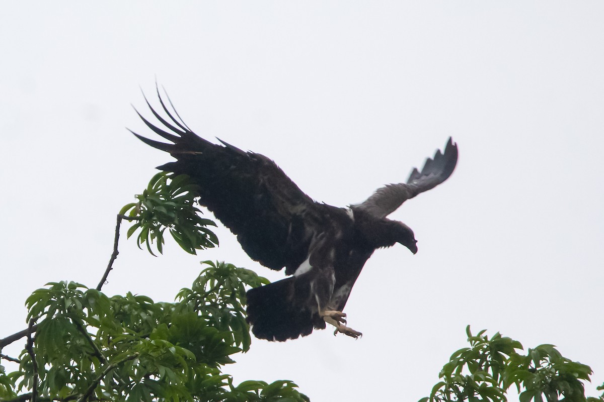 King Vulture - ML616029929