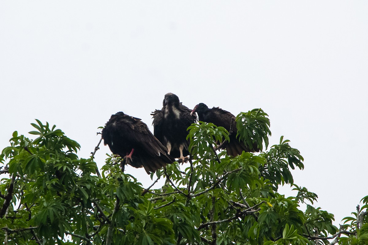 King Vulture - Richard Harris
