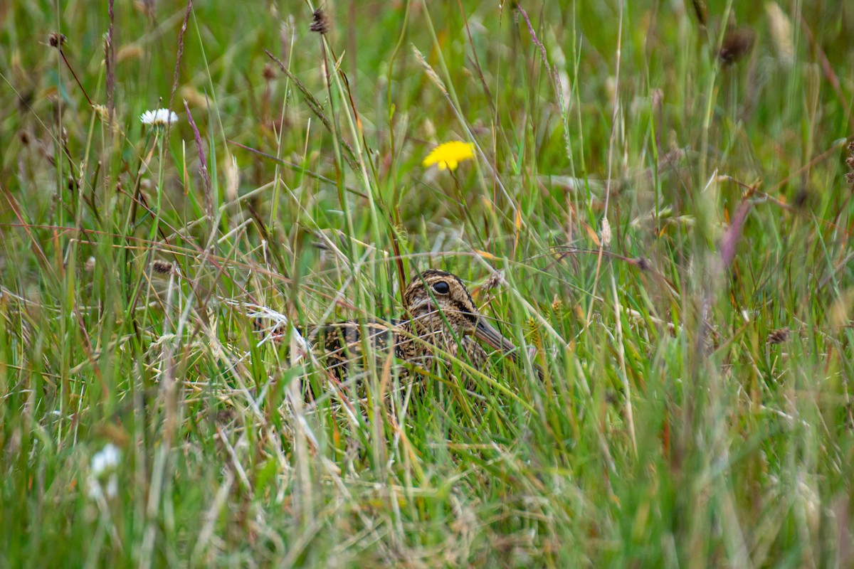 Magellanic Snipe - ML616029931