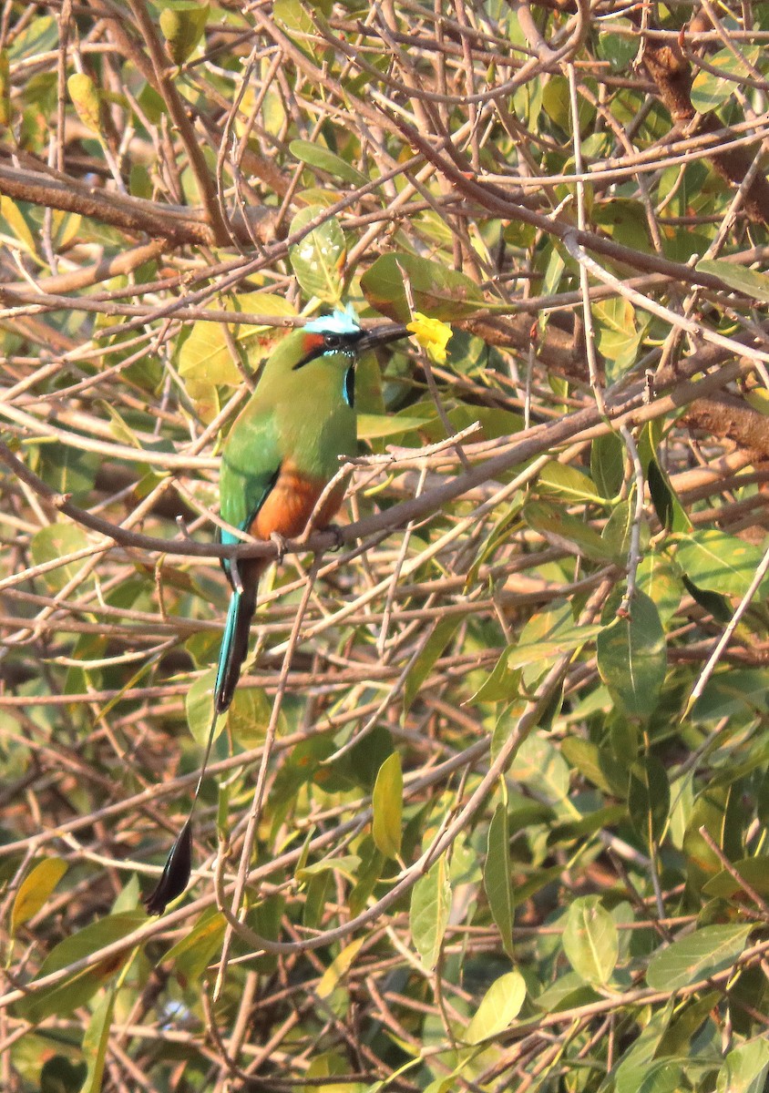 Turquoise-browed Motmot - ML616029935