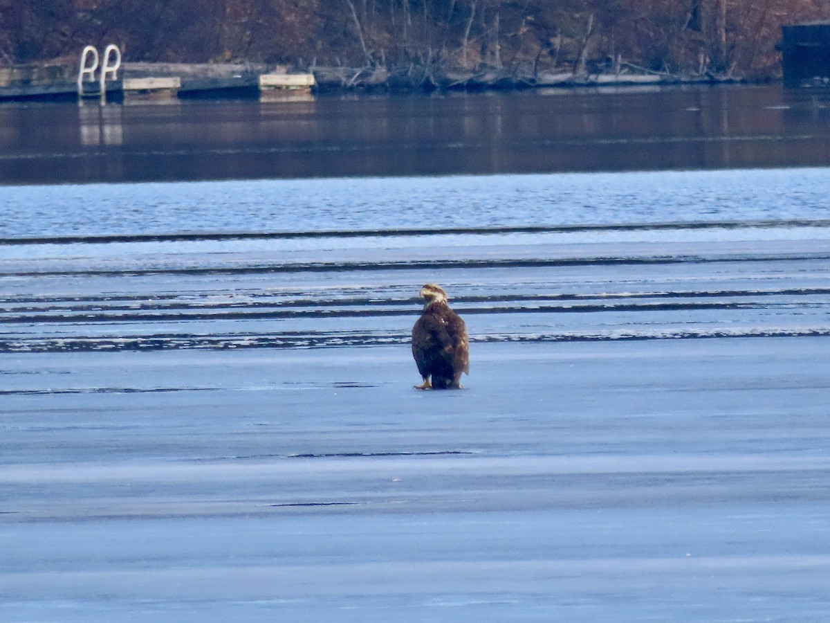 Weißkopf-Seeadler - ML616029978