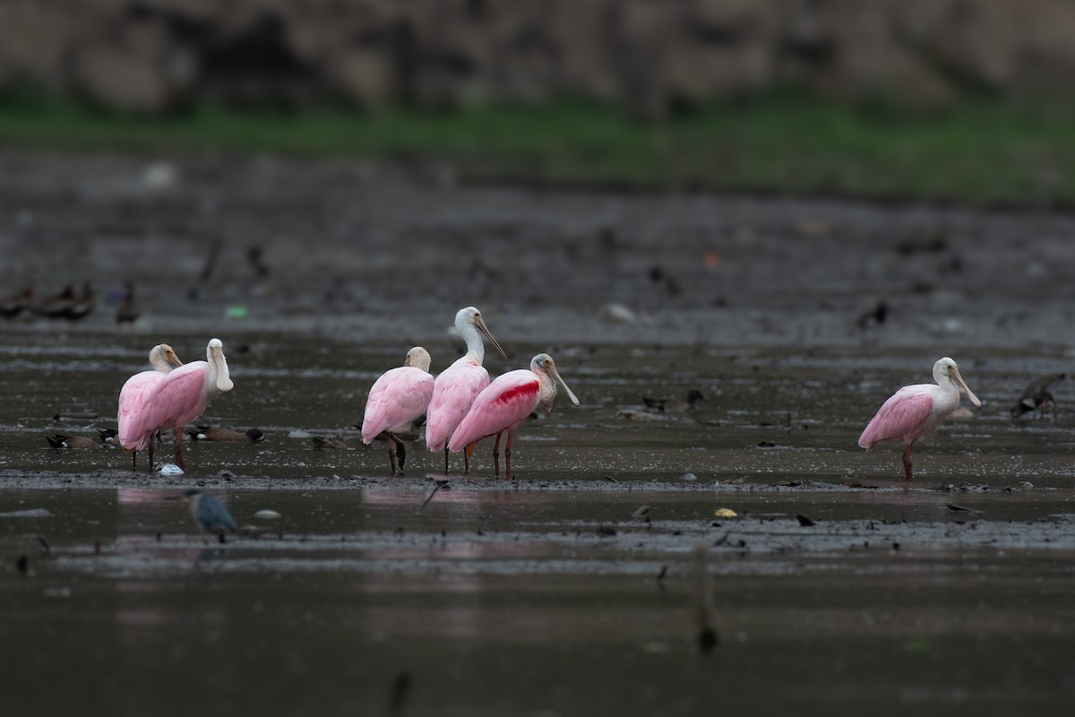 Roseate Spoonbill - ML616030019