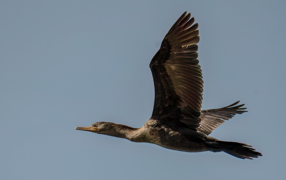 Neotropic Cormorant - Kenneth Eyster