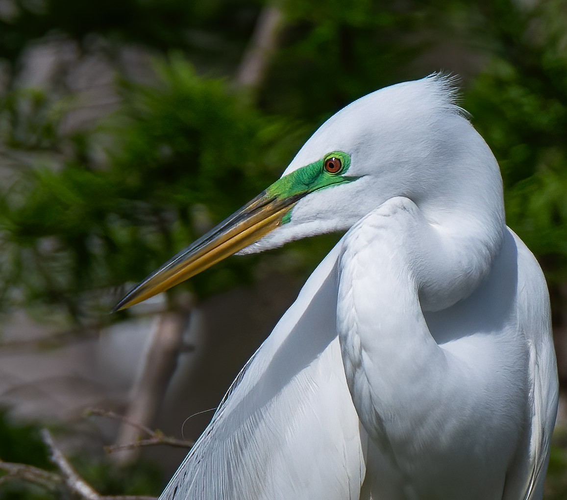 Great Egret - ML616030062