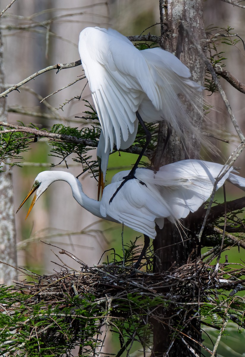 Great Egret - ML616030063