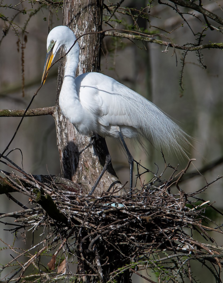 Great Egret - ML616030064