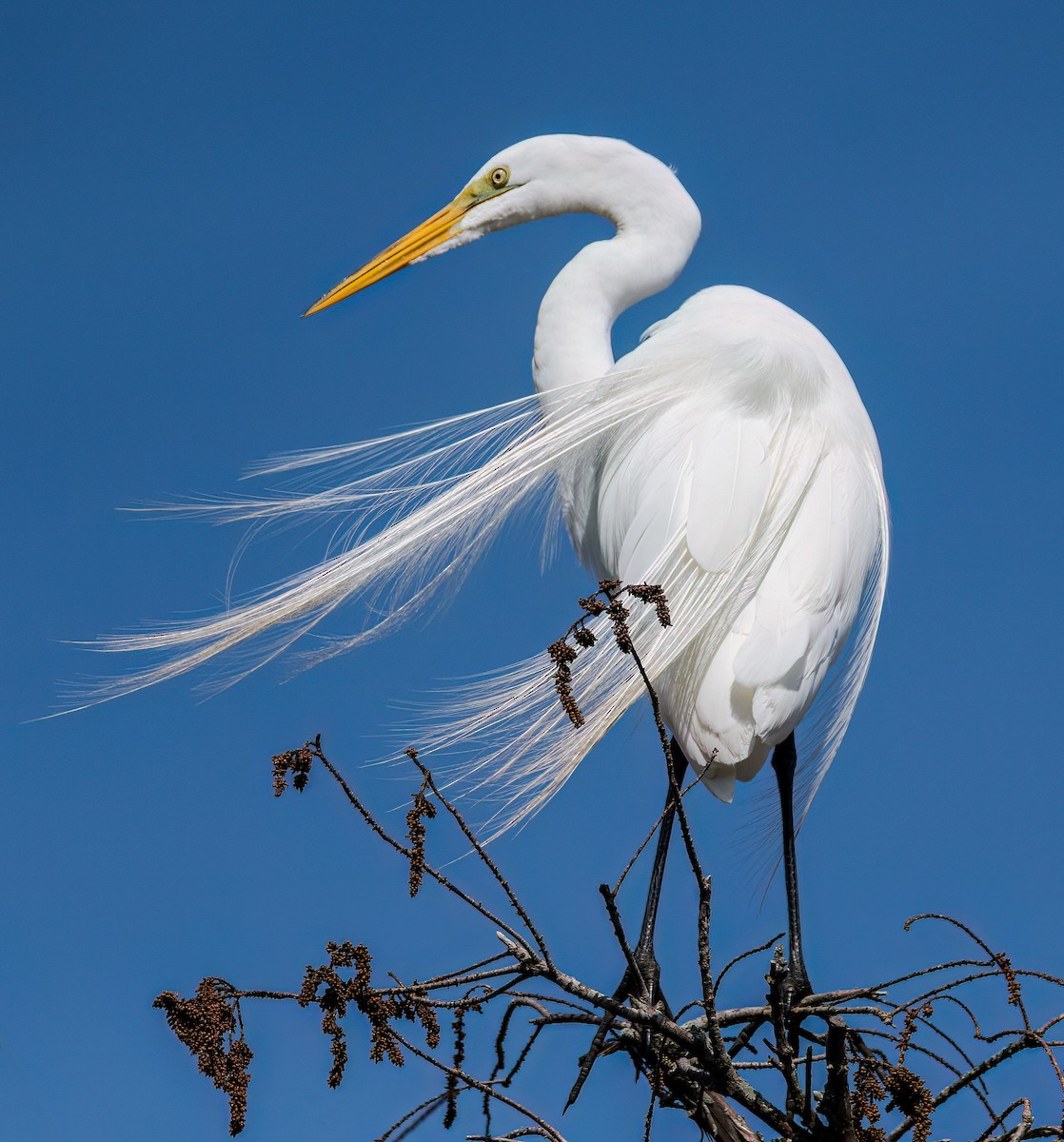 Great Egret - Kenneth Eyster