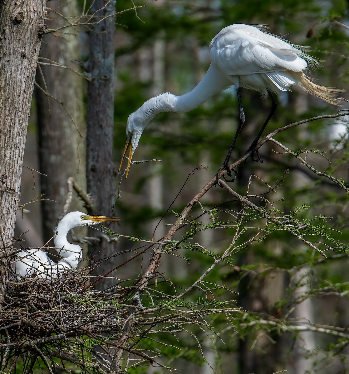 Great Egret - ML616030066