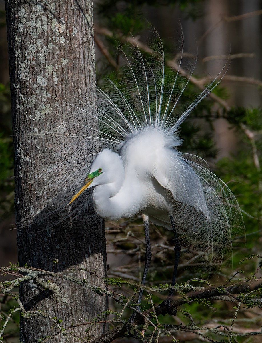 Great Egret - Kenneth Eyster