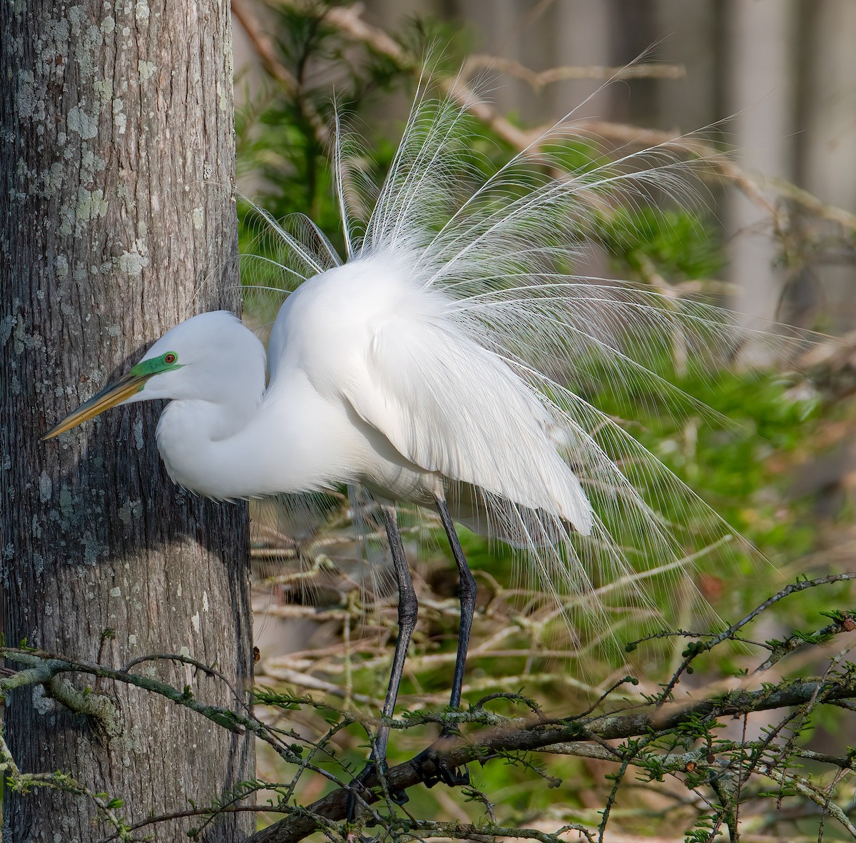 Great Egret - ML616030070