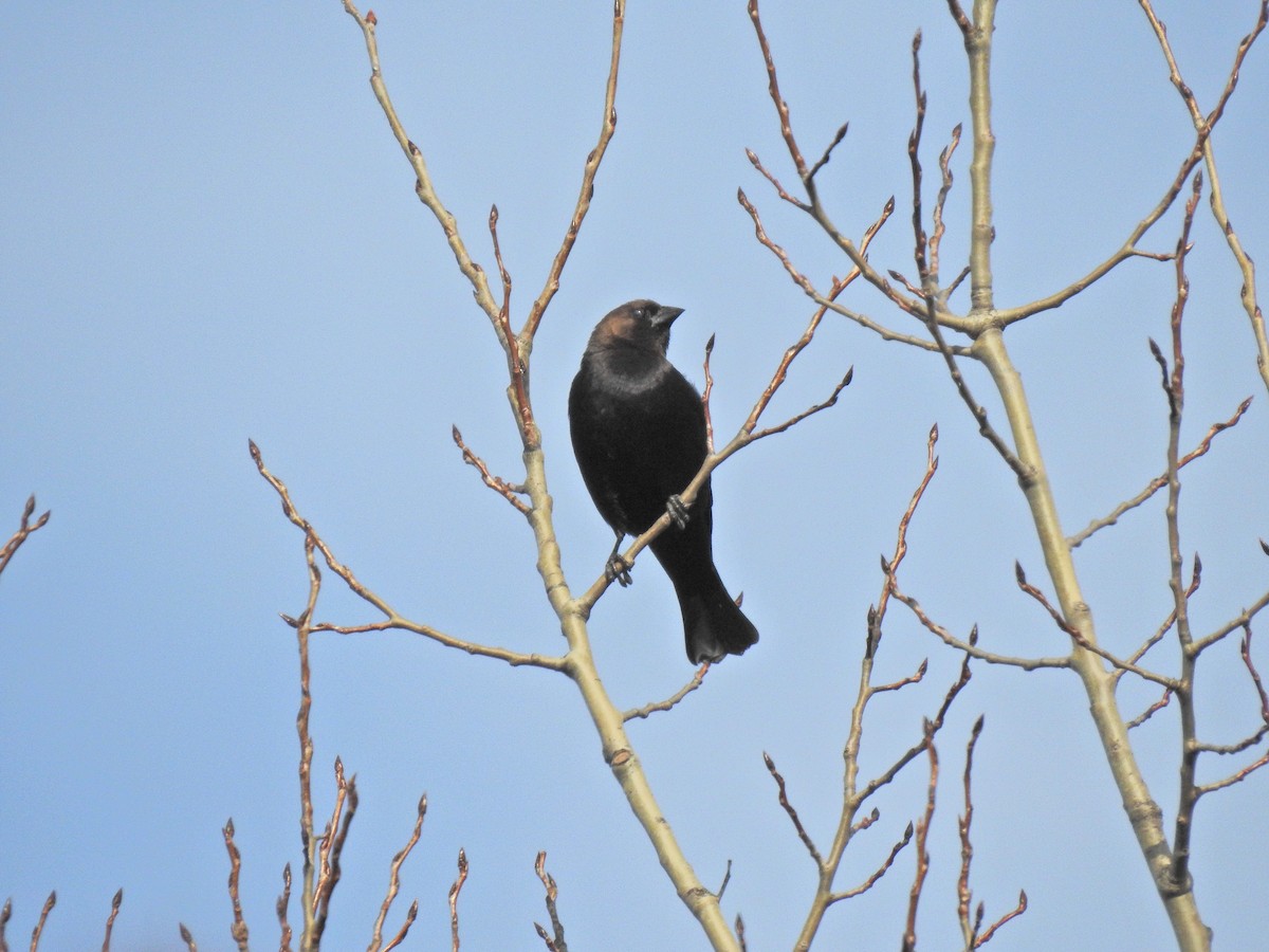 Brown-headed Cowbird - Keith Gregoire