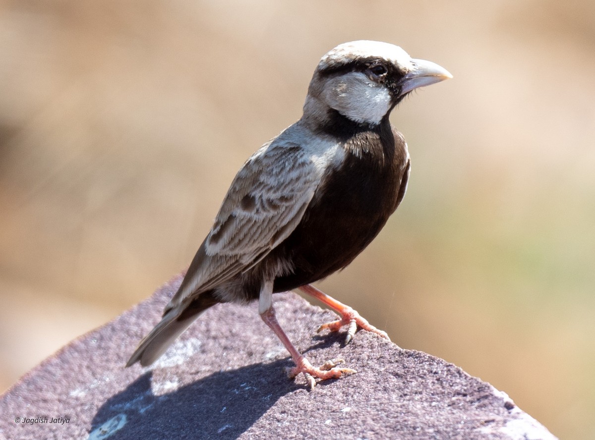 Ashy-crowned Sparrow-Lark - ML616030079