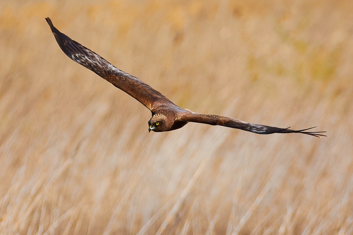 Western Marsh Harrier - ML616030093