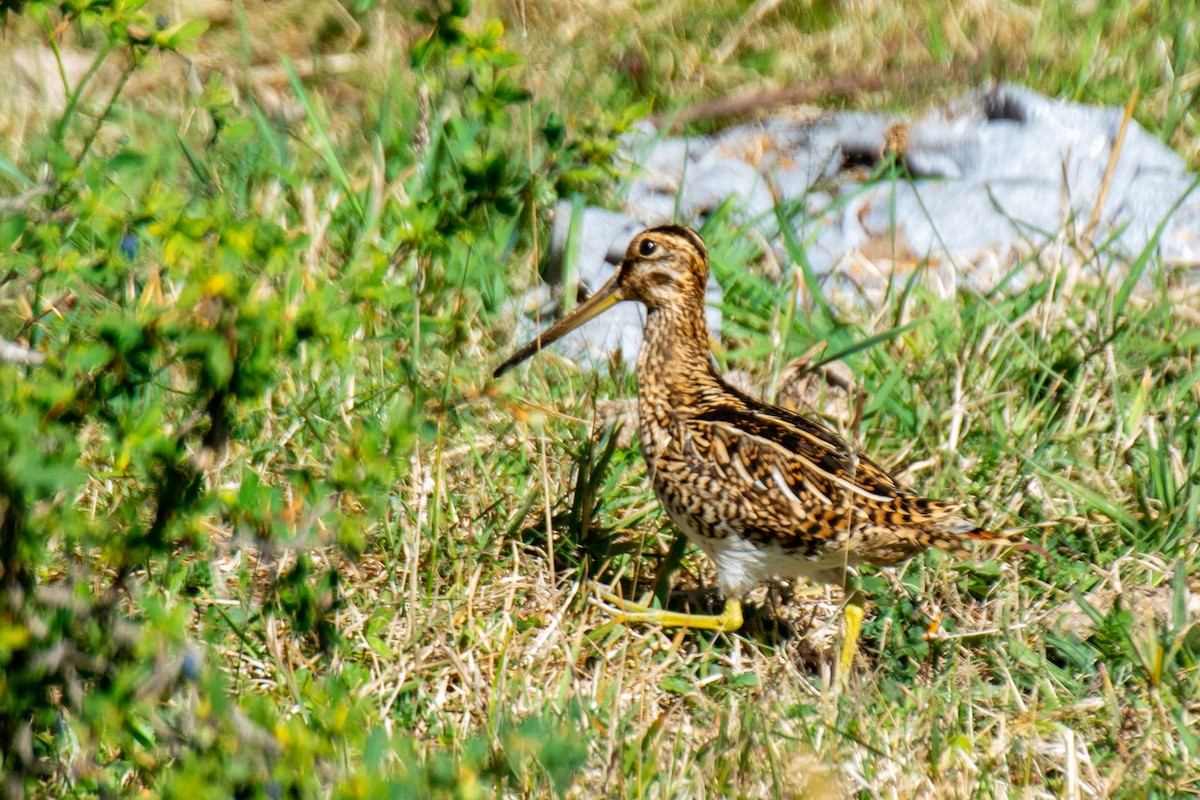 Agachadiza Magallánica - ML616030103