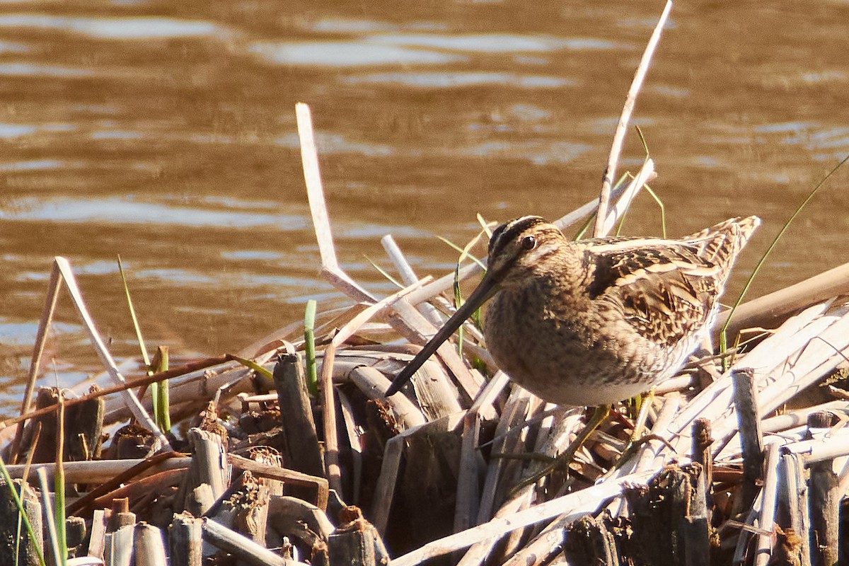 Common Snipe - ML616030112