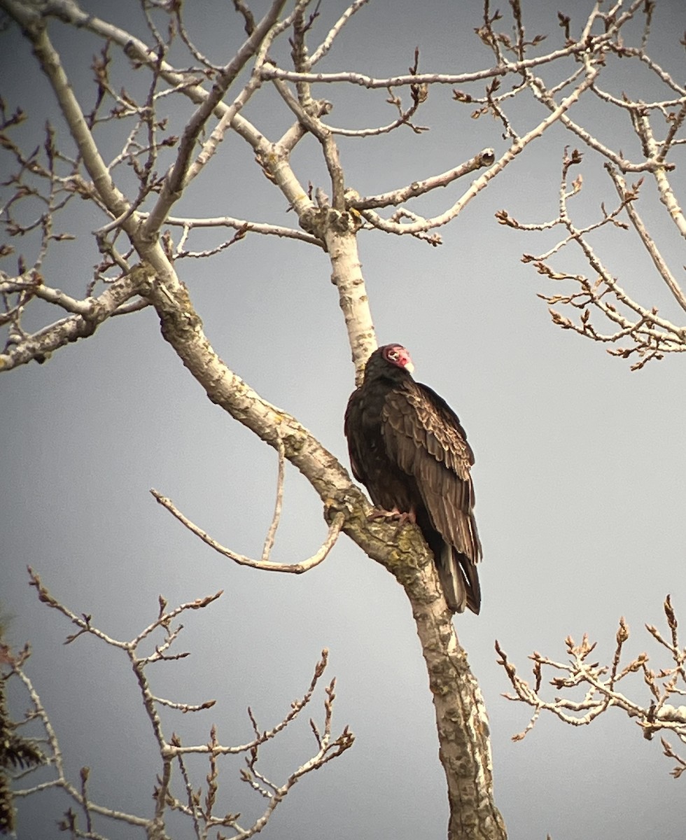Turkey Vulture - ML616030115