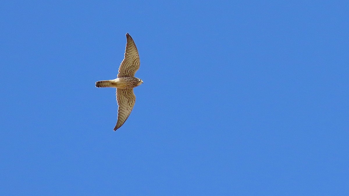 Eurasian Kestrel - ML616030142