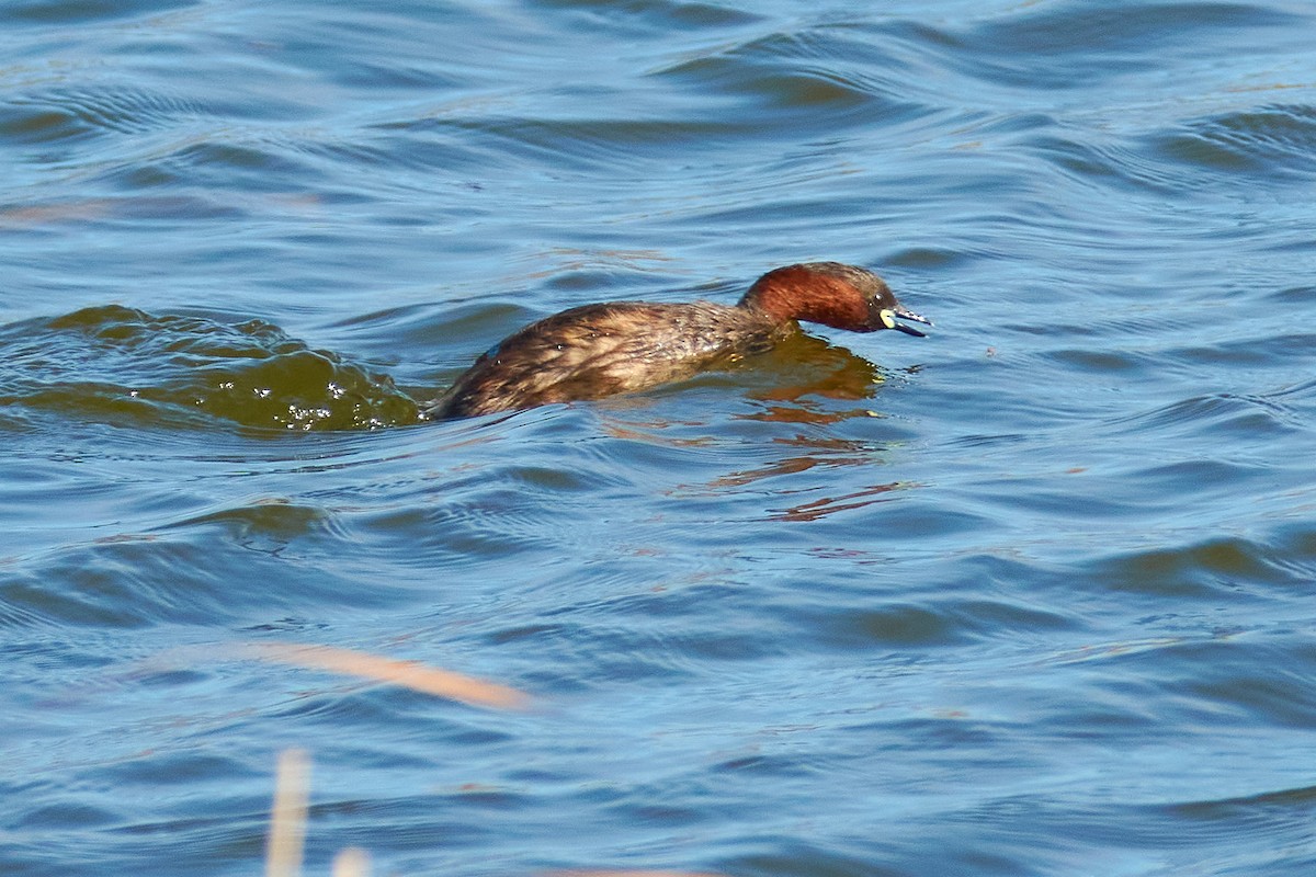 Little Grebe - ML616030187